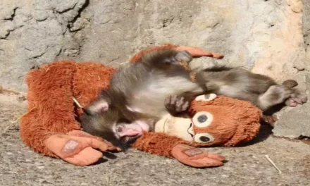 Punch, Monyet Yang Belajar Cinta Dan Persahabatan Dari Boneka