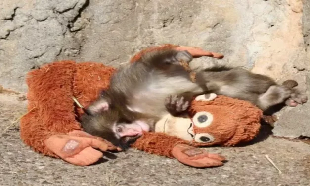 Punch, Monyet Yang Belajar Cinta Dan Persahabatan Dari Boneka