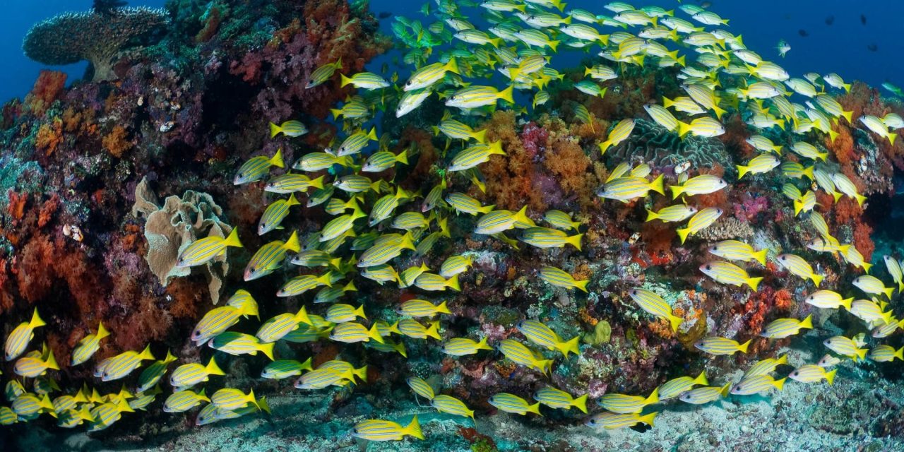 Pulau Kalimantung Surga Tersembunyi Di Tapanuli Selatan