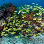 Pulau Kalimantung Surga Tersembunyi Di Tapanuli Selatan