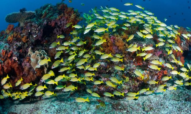 Pulau Kalimantung Surga Tersembunyi Di Tapanuli Selatan