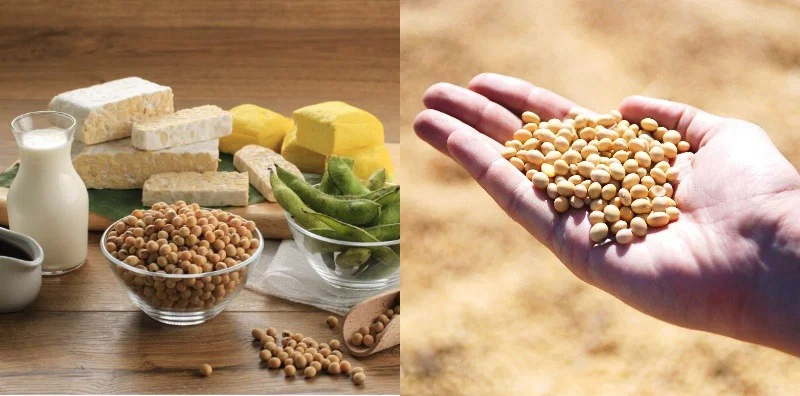Fakta Menarik Tentang Kedelai Dan Produk Olahannya