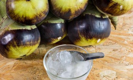 Buah Lontar Dengan Rasa Segar Dan Sensasi Dingin Di Mulut